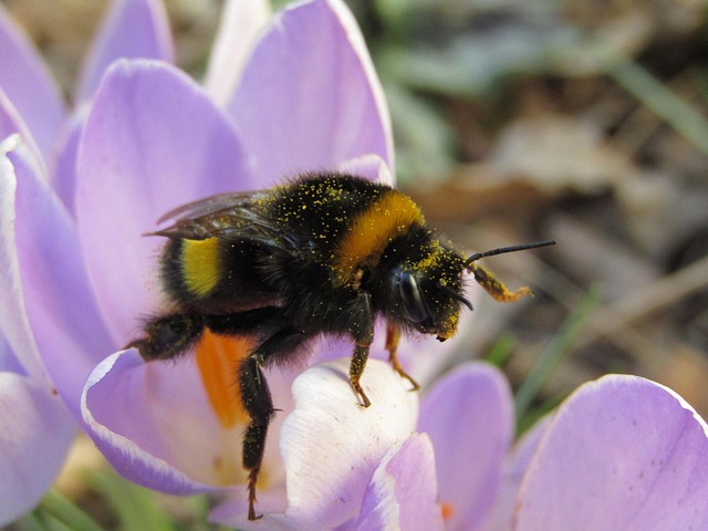 Free Bourdon Hymenoptera photo and picture