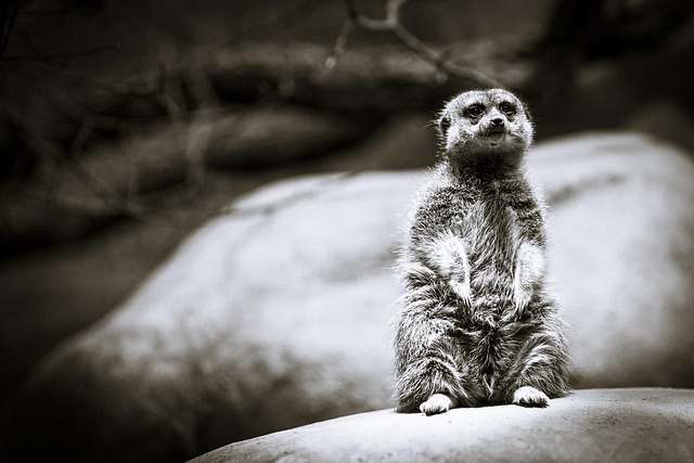 Free Black-And-White Animal photo and picture