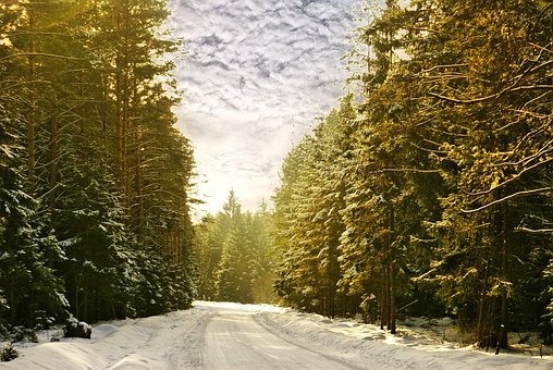 Wald, Weg, Winter, Januar, Frost, Schnee