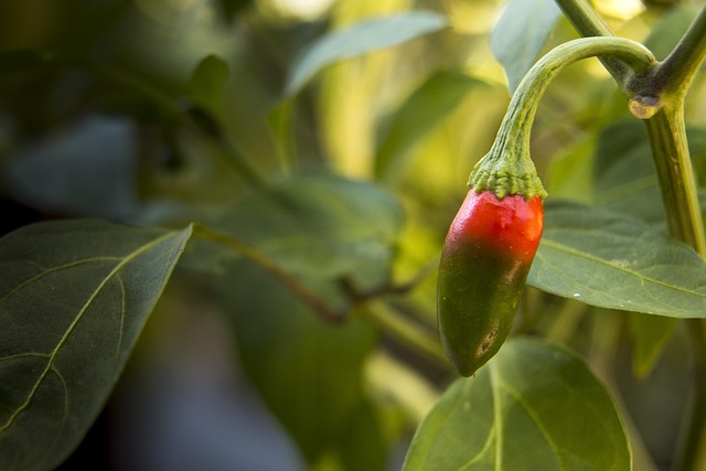 Chili, Pflanze, Pfeffer, Rot, Würzen