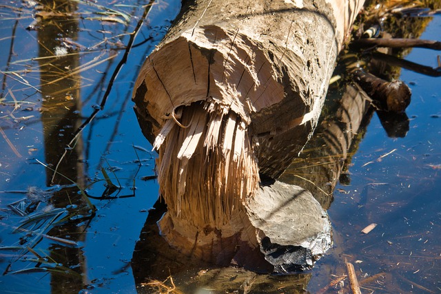 Free Beaver Feed Tree photo and picture
