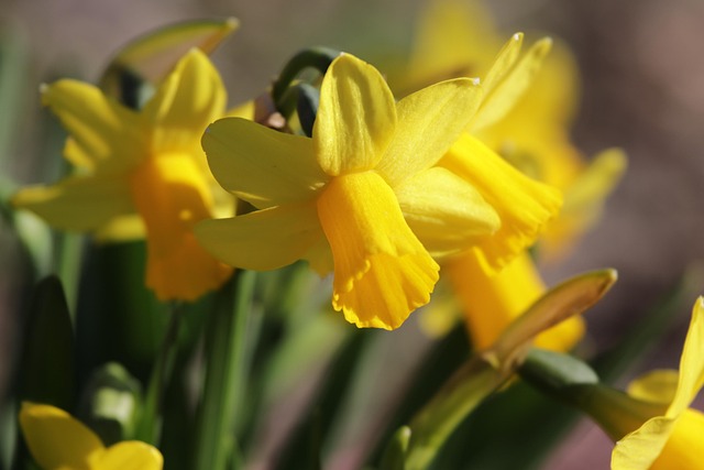 Free Flowers Bloom photo and picture