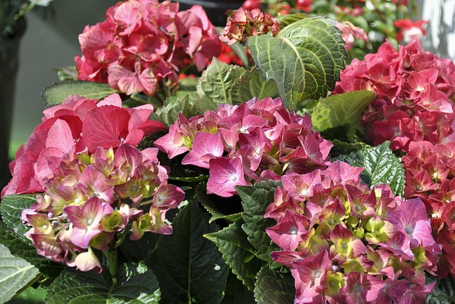 Free Flower Hydrangeas photo and picture