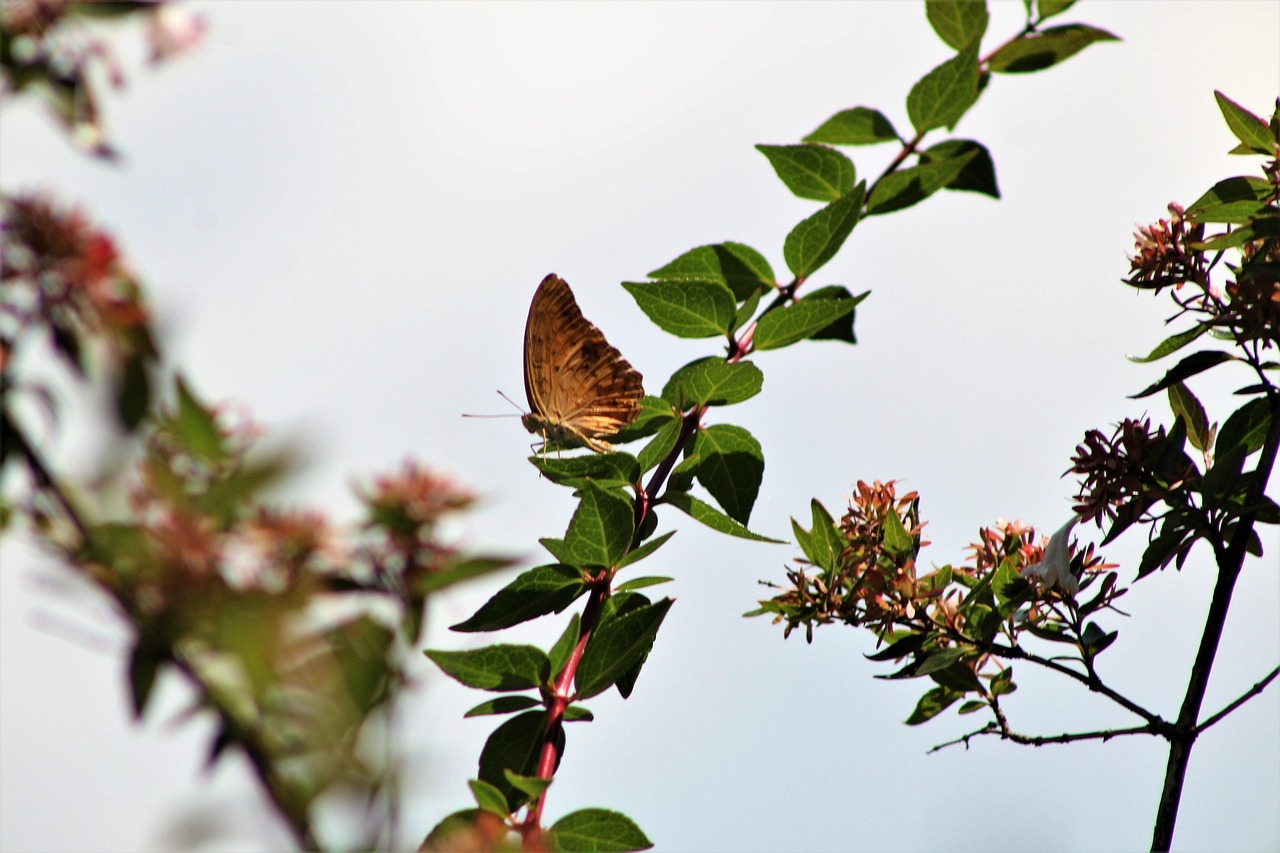  Foto zu Schmetterling Natur - Kostenloses Foto auf Pixabay - Pixabay 