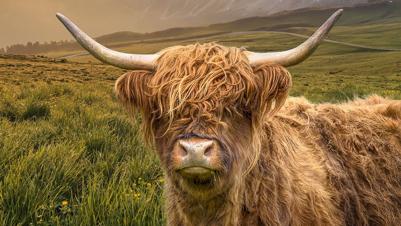 10 000 Free Highland Cattle Highland Cattle Images Pixabay