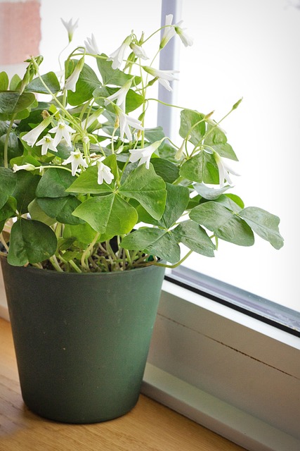 Shamrocks, plant, green and st paddy's day — photo by JillWellington