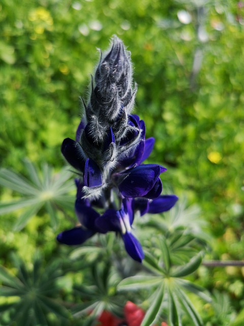 Free Flower Purple photo and picture