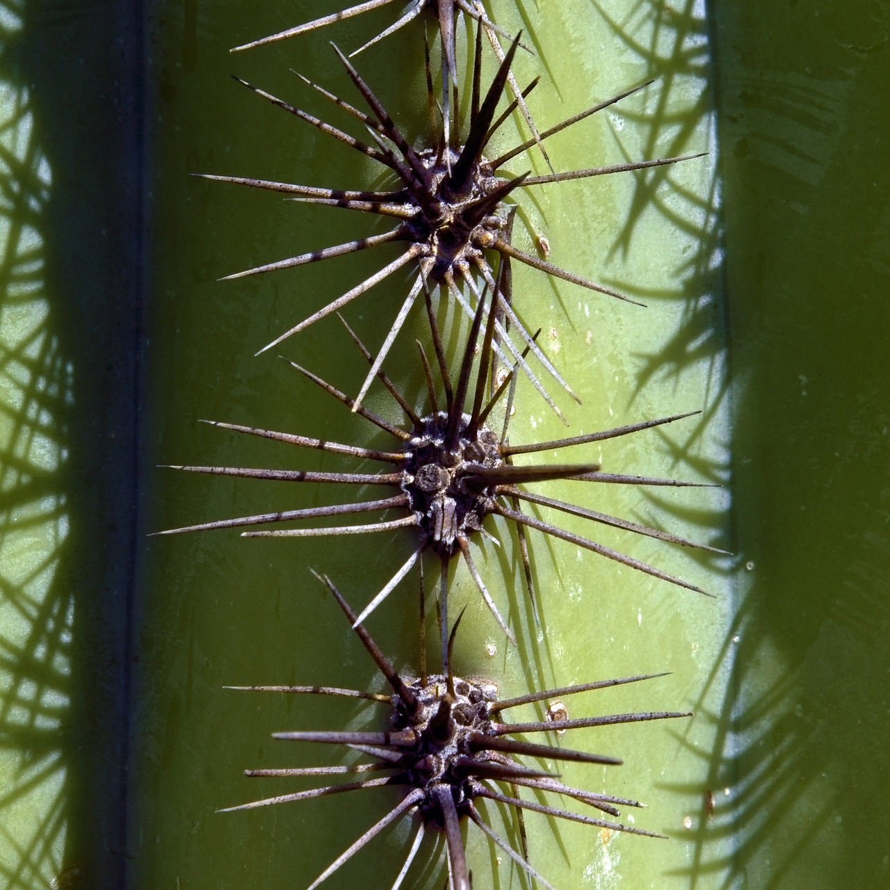 Stacheln Eines Saguaro Kaktus - Kostenloses Foto auf Pixabay