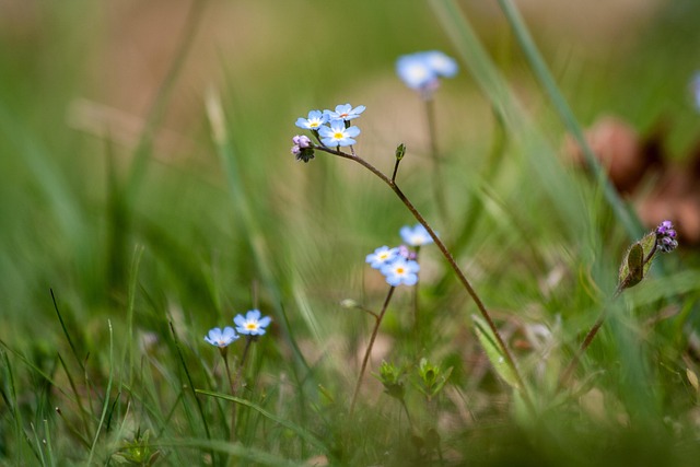 Free Grass Nature photo and picture