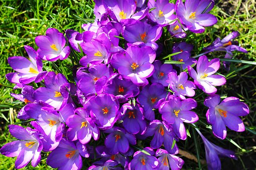Free Crocus Flowers photo and picture
