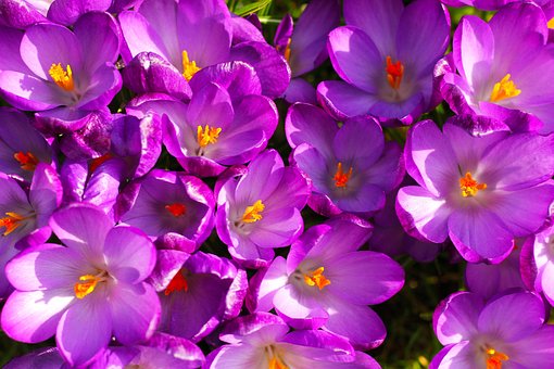 Free Flowers Crocus photo and picture
