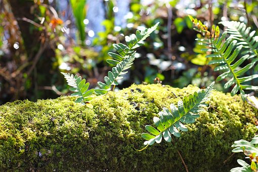 Free Moss Growth photo and picture