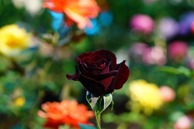 Free Map Dark Red Rose photo and picture