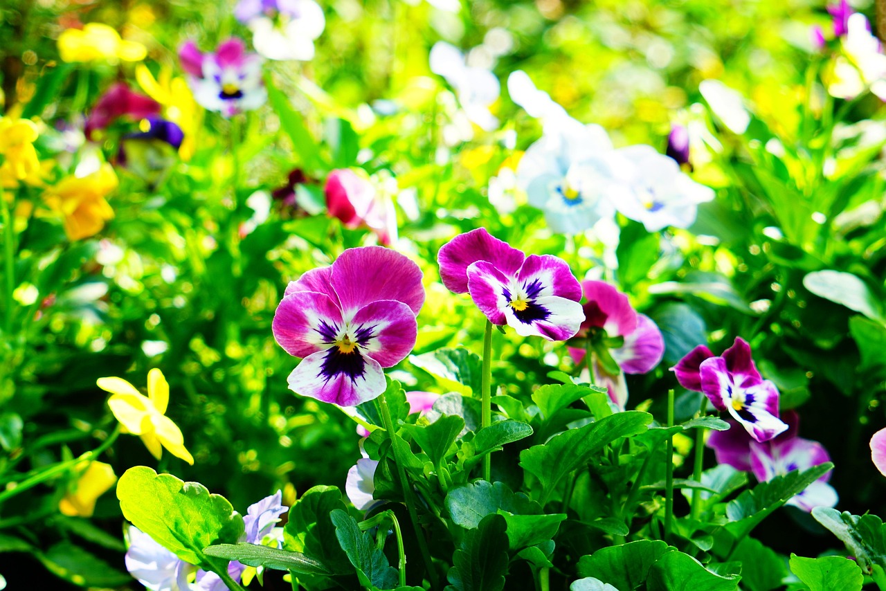 Pansy - free online jigsaw puzzle photo
