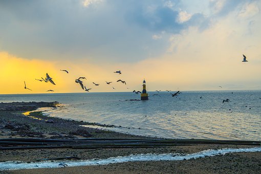 Free Seagull Lighthouse photo and picture