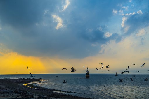 Free Seagull Lighthouse photo and picture