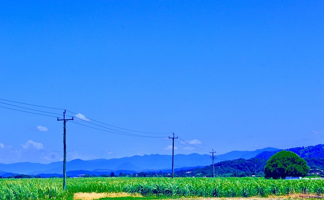 Free Telegraph Line Sugarcane photo and picture