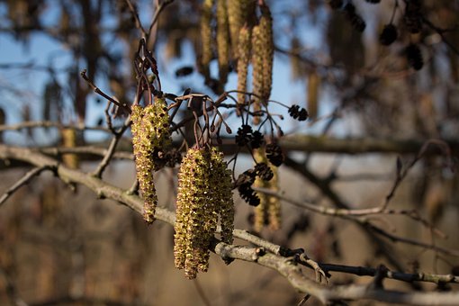 Pil, Blomstre, Forår, Bloom, Pollen