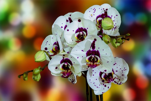 Orchidee, Blume, Natur, Blumentapete