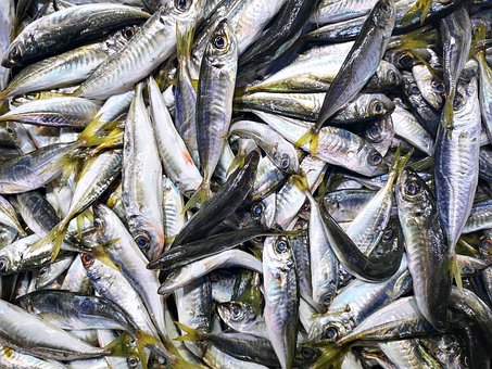Meer, Der Fisch, Dass, Natur, Tier