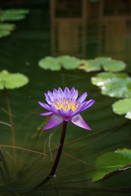 Lilla, Smukke Blomster, Lotus, Blomst