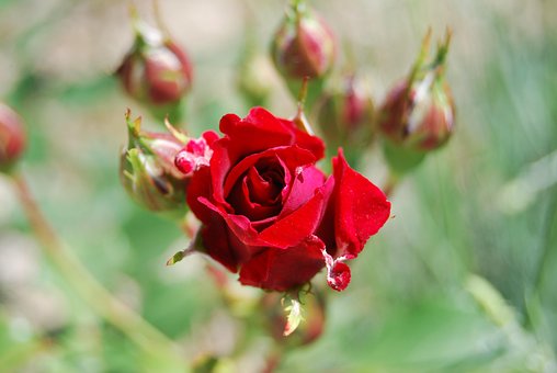 Rose, Rot, Blumentapete, Blume, Blüte