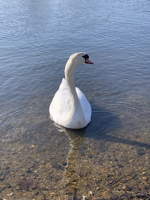 Free Swan Lake photo and picture