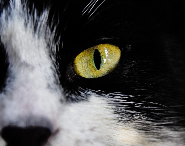 Free Eyes Green Eye photo and picture