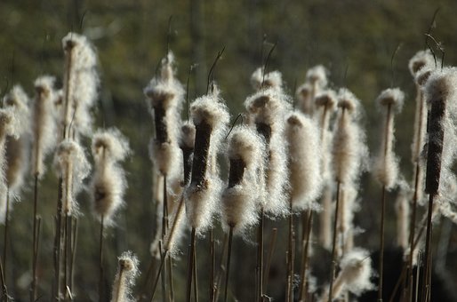 Free Cattail Reed photo and picture