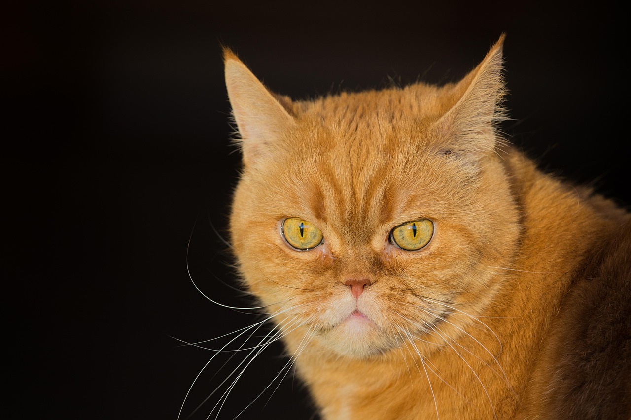 Cat Red Domestic Animal - Free photo on Pixabay - Pixabay