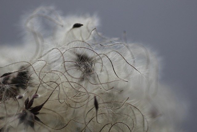 Free Clematis Seed Head photo and picture