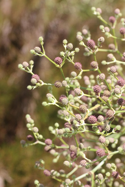 Free Seeds Texture photo and picture