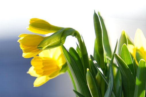 Daffodils, Early Bloomer, Flower