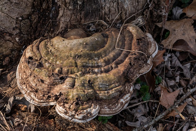 Champiñón, Naturaleza, Brown, Hongo