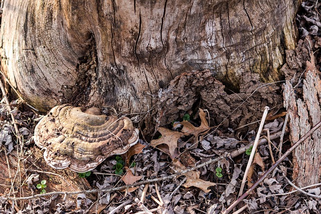 Champiñón, Naturaleza, Brown, Hongo