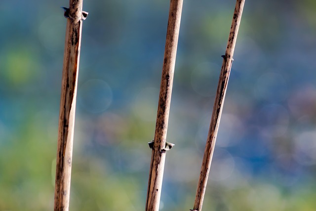 Naturaleza, Colores, Macro, Junco, Palo