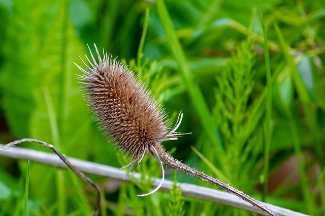 Naturaleza, Macro, Planta, Florecer