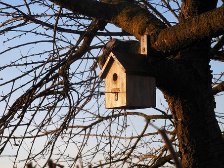 Free Bird House Bird photo and picture