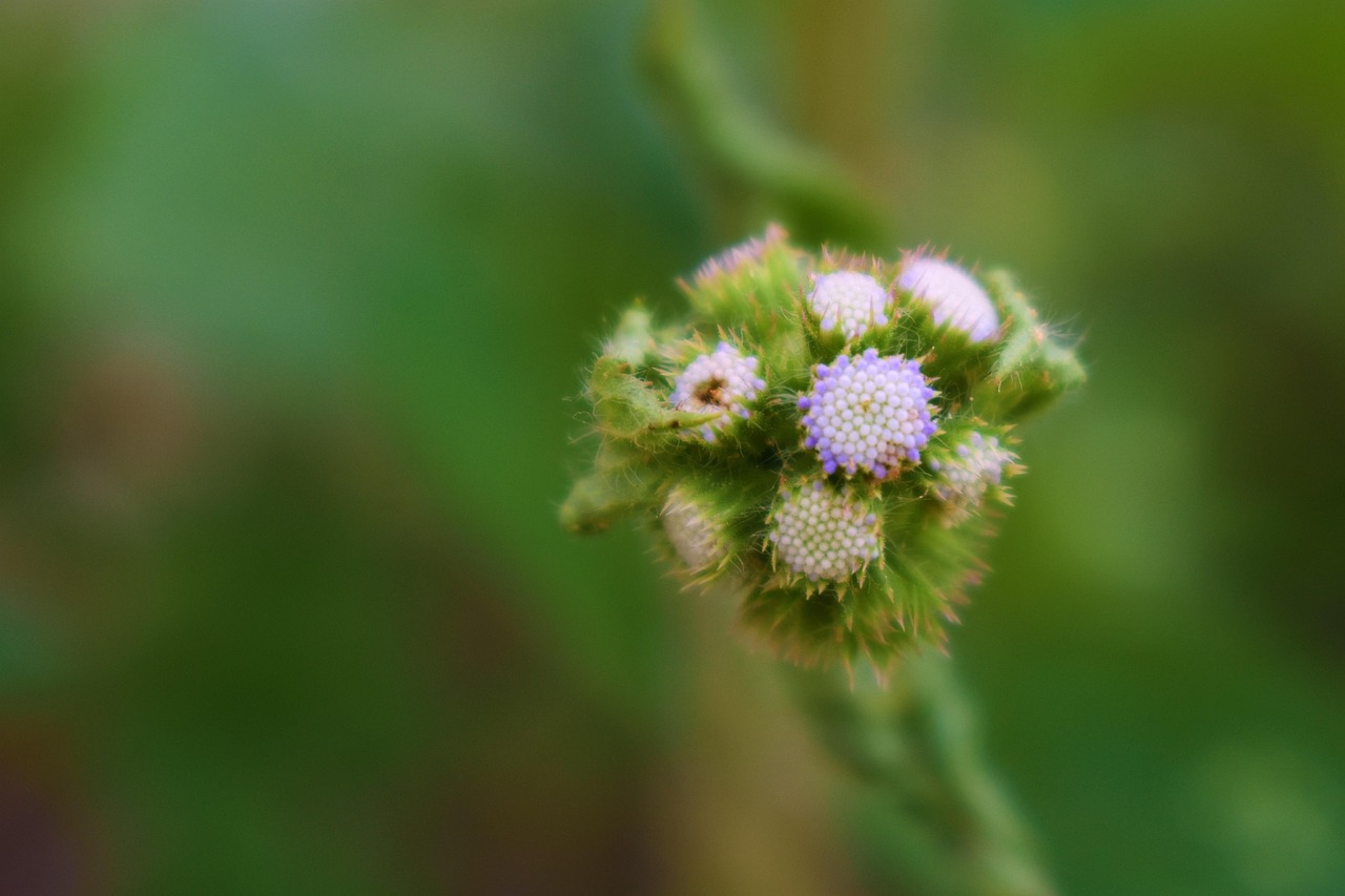 nature-4025581_1280.jpg