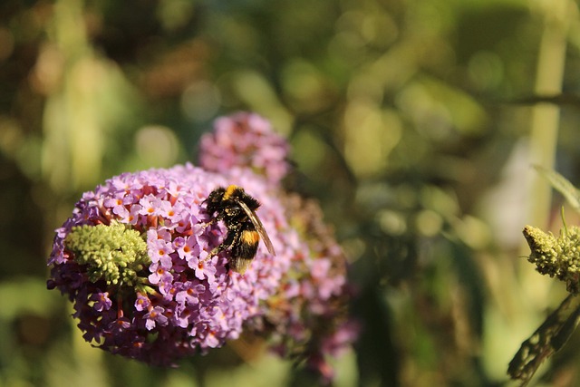 Free Nature Insect photo and picture