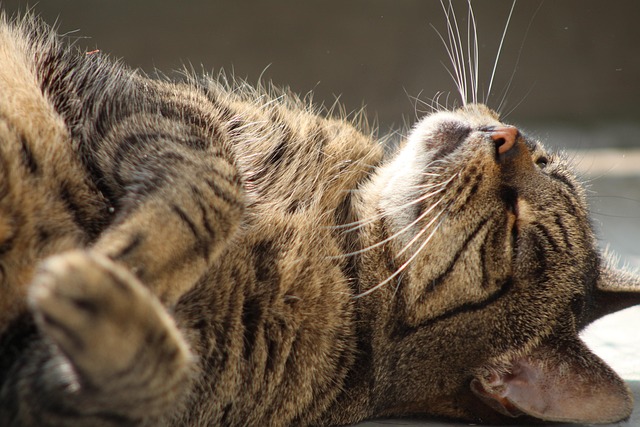 Free Cat Tabby photo and picture