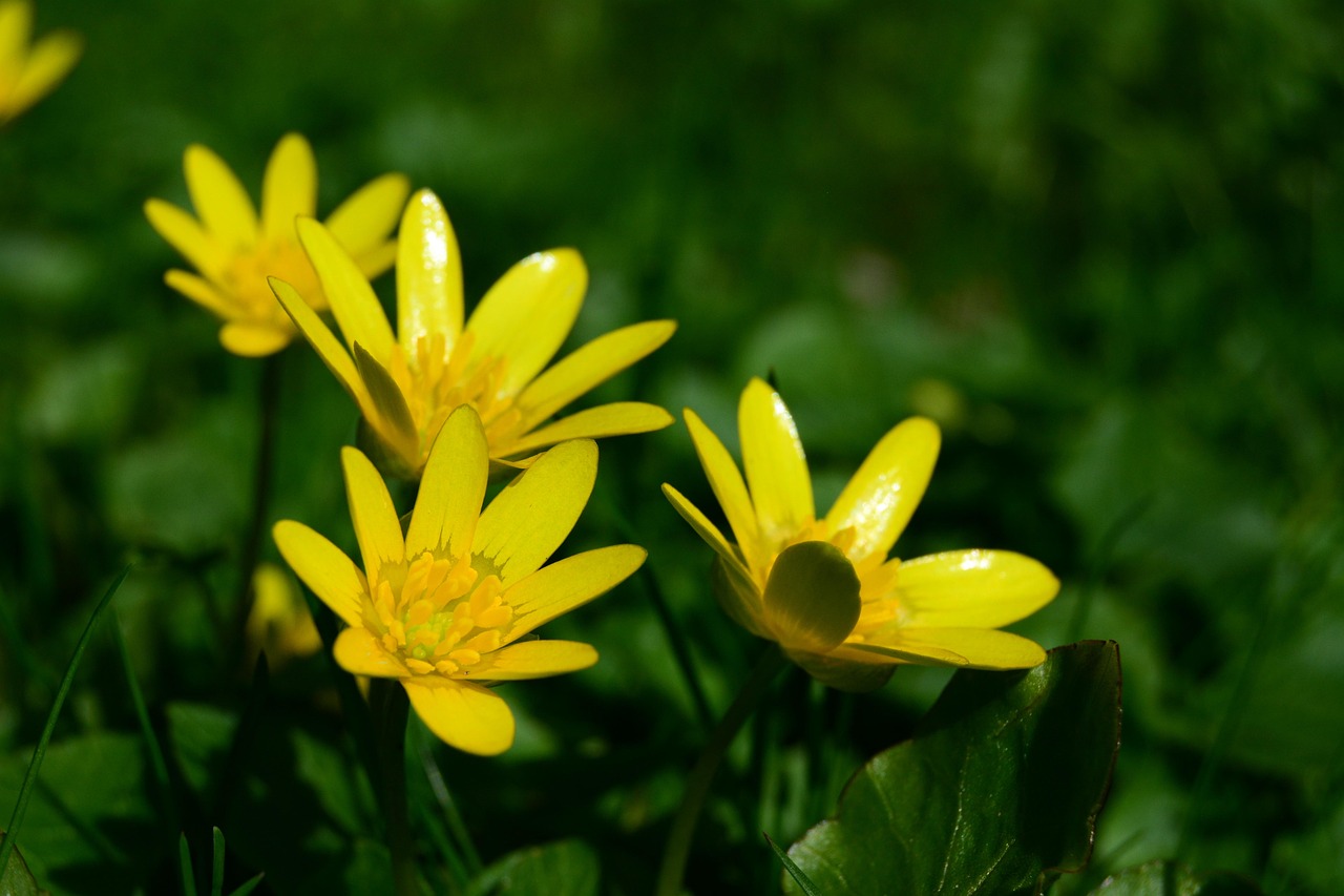 flower-4025909_1280.jpg