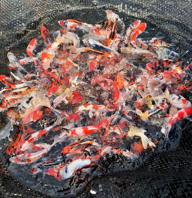 Free Koi Koi Pond photo and picture