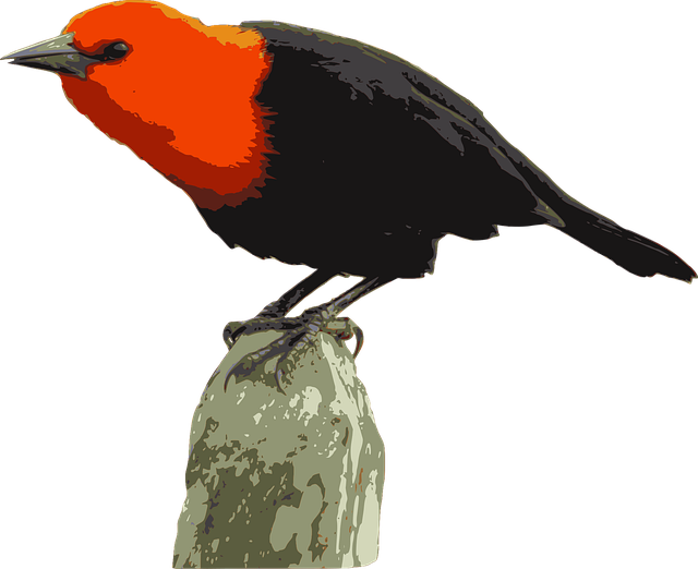 Fugler, Amblyramphus Holosericeus, Natur
