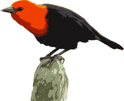 Птицы, Amblyramphus Holosericeus