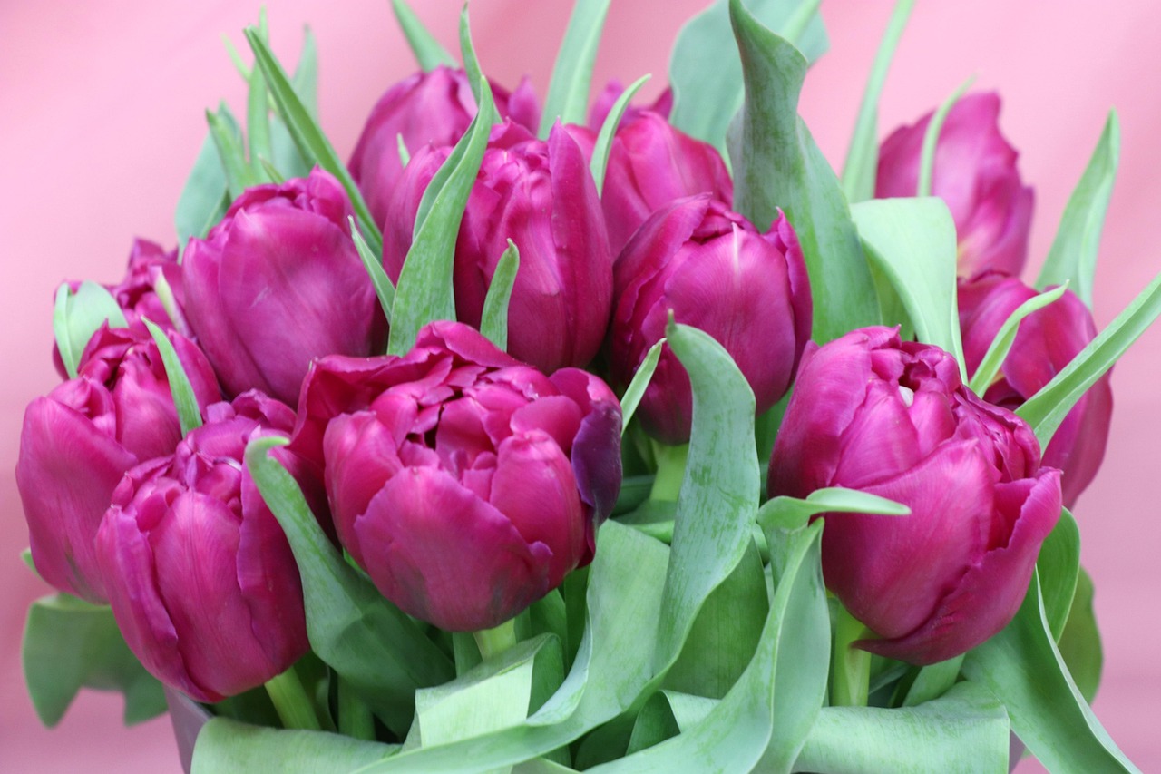 Download free HD stock image of Tulips Bouquet Free Tulips Bouquet photo and picture