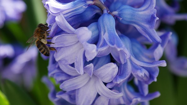 Free Bee Honey Bee photo and picture