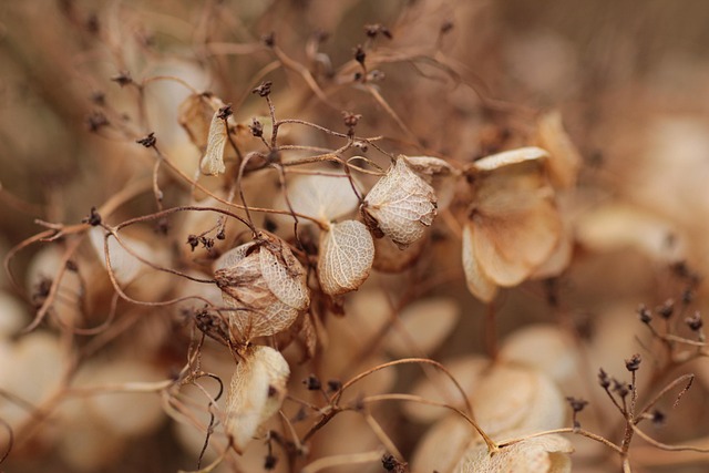Free Hydrangea Seed photo and picture