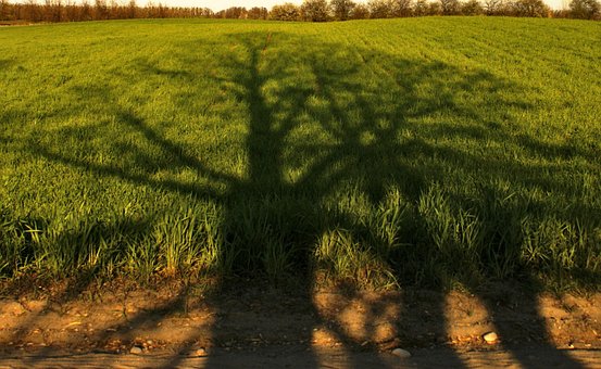 Baum, Schatten, Grün, Illusion