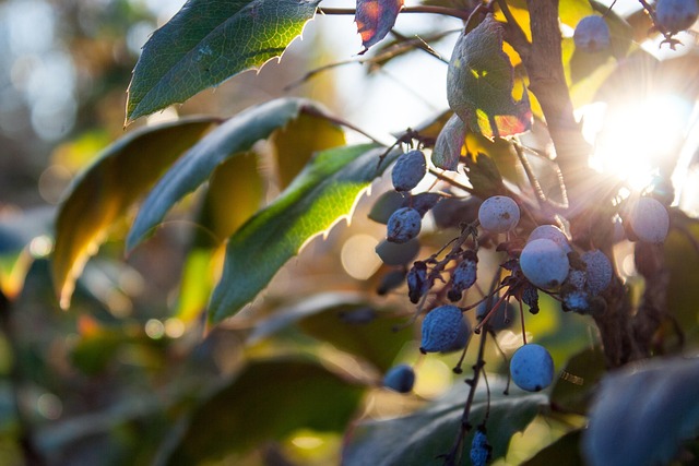 Free Bush Decorative photo and picture